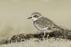 Snowy Plover