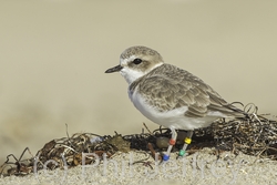 Snowy Plover