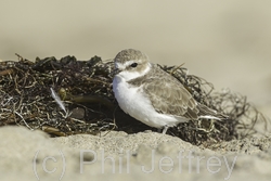 Snowy Plover