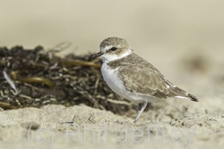 Snowy Plover