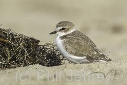Snowy Plover
