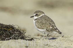 Snowy Plover