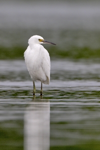 Snowy Egret