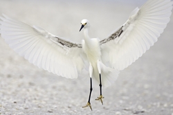 Snowy Egret