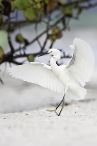 Snowy Egret