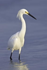 Snowy Egret