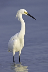 Snowy Egret