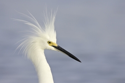 Snowy Egret