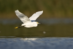 Snowy Egret