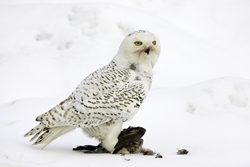 Snowy Owl
