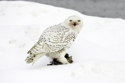 Snowy Owl