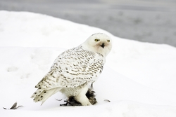 Snowy Owl