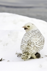 Snowy Owl