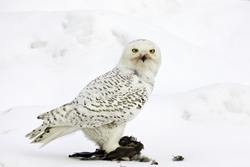 Snowy Owl
