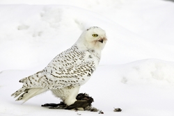 Snowy Owl