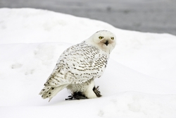 Snowy Owl