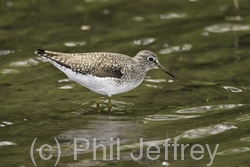 Solitary Sandpiper