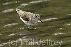 Solitary Sandpiper