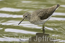 Solitary Sandpiper