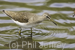 Solitary Sandpiper