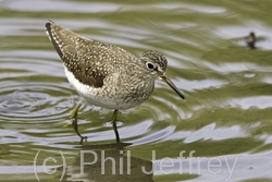 Solitary Sandpiper