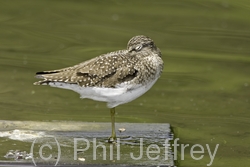 Solitary Sandpiper