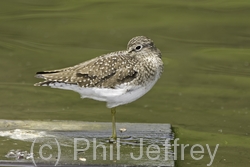 Solitary Sandpiper