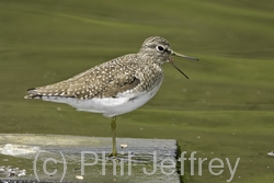 Solitary Sandpiper