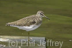 Solitary Sandpiper