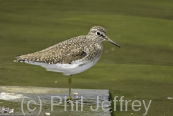 Solitary Sandpiper