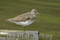 Solitary Sandpiper