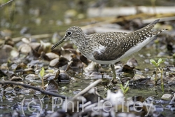 Solitary Sandpiper