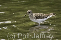 Solitary Sandpiper