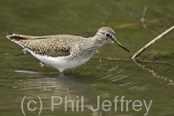 Solitary Sandpiper