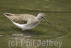 Solitary Sandpiper