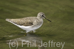 Solitary Sandpiper