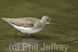 Solitary Sandpiper