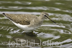 Solitary Sandpiper