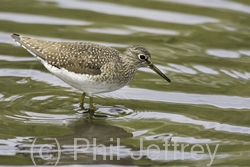 Solitary Sandpiper