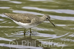 Solitary Sandpiper