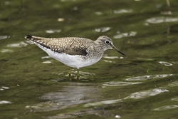 Solitary Sandpiper