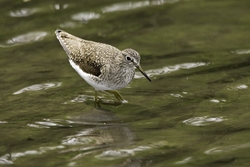 Solitary Sandpiper