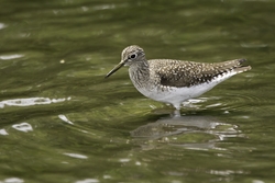 Solitary Sandpiper