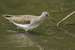 Solitary Sandpiper