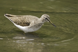 Solitary Sandpiper