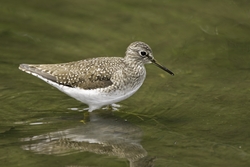 Solitary Sandpiper