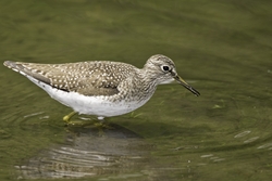 Solitary Sandpiper