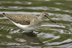 Solitary Sandpiper