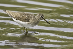 Solitary Sandpiper