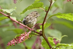 Song Sparrow